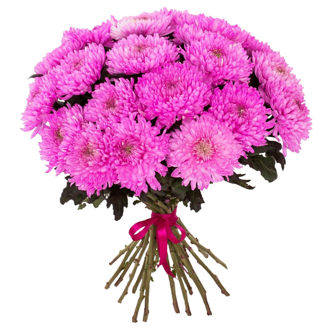 Купить одноголовую хризантему в москве темно фиолетовые гвоздики